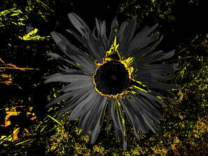 Abstract Dark Daisy
