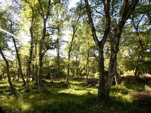 Scottish Highlands Birch Tree View