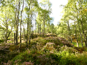 Fairies Summer Birch in the Scottish Highlands