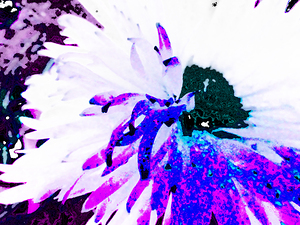 Abstract Daisy Blue Centre