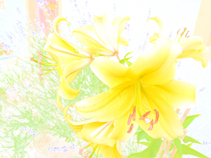   Abstract Water Colour Lilies                                                                                                                   