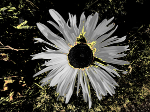 Abstract Daisy on a Mottled Green Background 