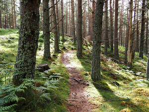  Pine Path through the Scottish Highlands                                                                                                                    