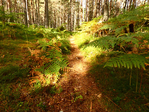 Summers Forest in the Scottish Highlands 