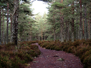 Scottish Highlands Peaceful Trail                                                                                                                     