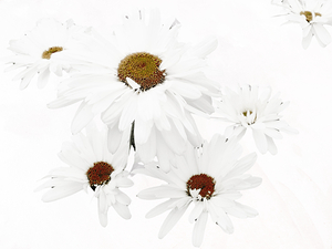 Abstract Daises Yellow Centers