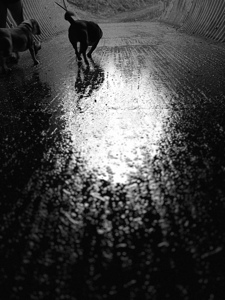 Everyday Lifes Moments- Dog Walking