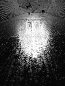 Everyday Lifes Moments- Dog Walking Two