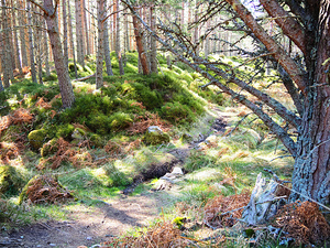 Scenes from the Trail- The Fairies Path                                                                                                                     