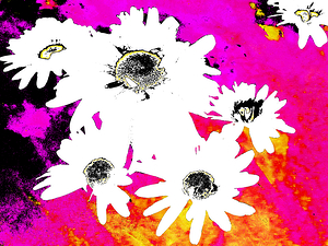 Abstract Vibrant Colourful Daises