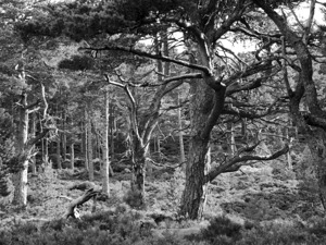 Monochrome Pine Forest in the Scottish Highlands  