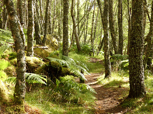 Scottish Highlands Woodland Trail 