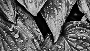  Impressionistic Dark Monochrome Hosta Leaves 