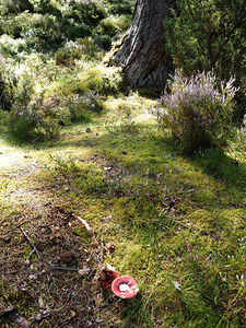 Mushroom in Sunlit Forest in the Scottish Highlands                                                                                                                     