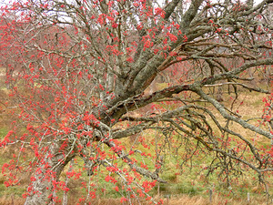 Scottish Highlands Rowan Tree  