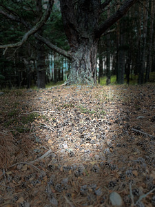 Scenes from the Trail- Forest Floor