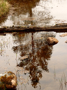 Wild Pine Reflection