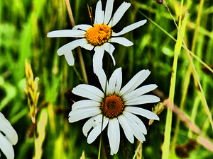 Daises in the Scottish Highlands 
