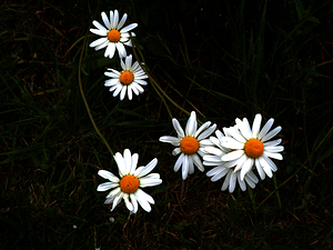 Daises in the Darkness                                                                                                                     