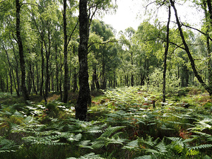 Scottish Highlands Ferns and Pines                                                                                                                     