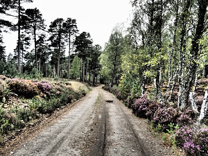  Scottish Highlands Path through a Birch and Pine Forest                                                                                                                     