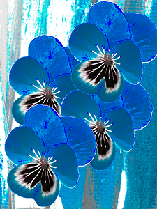  Abstract Striking Pansy Bouquet 