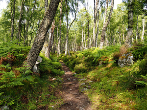 Springs Nature Waltz through the Scottish Highlands                                                                                                                      