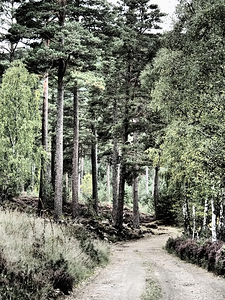 Scottish Highlands Mixed Forest Trail                                                                                                                     
