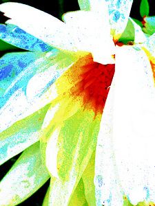 Abstract Textured Daisy Flower