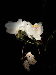 Portraits of Plants  Orchids in the Darkness 
