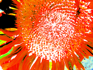 Abstract Vibrant Sunflower 