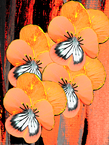  Abstract Orange Pansy Bouquet 