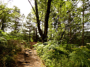 Sunlight on the Path in the Scottish Highlands
