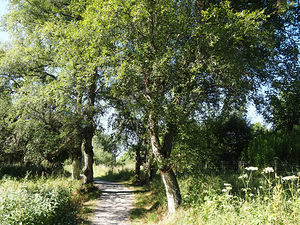  Tranquil Vibes in the Scottish Highlands                                                                                                                    