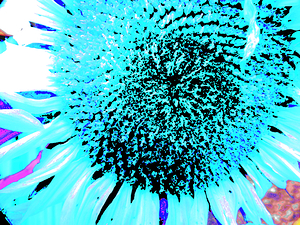 Abstract Vibrant Blue Sunflower