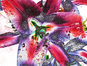 Abstract Colourful Lilies