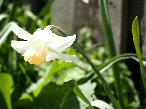 Scottish Highlands Daffy                                                                                                                     