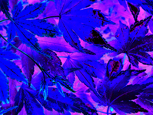 Abstract Vivid Creative Leaves