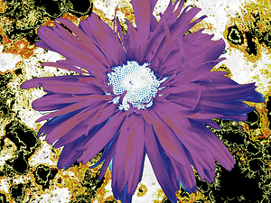 Abstract Purple Daisy Flower