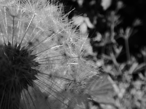 Abstract Monochrome Dandelion Seeds 