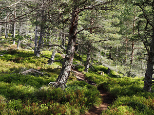 Pine Forest Trail in the Scottish Highlands                                                                                                                     