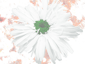Abstract White Daisy Green Center