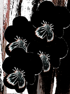 Abstract Contrasting Pansy Bouquet 