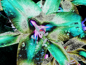Abstract Surreal Coloured Lily Flowers