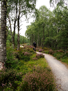 The Heather Path through the Scottish Highlands                                                                                                                     