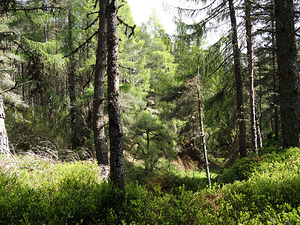 Spring Wilderness in the Scottish Highlands                                                                                                                     