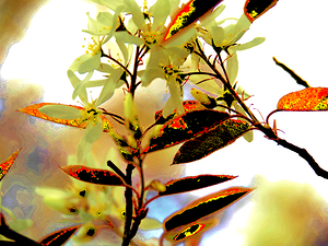    Abstract Vibrant Florals                                                                                                                  