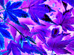 Abstract Neon Purple and Blue Creative Leaves 
