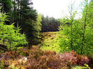 Scenes from the Trail- Morning in the Scottish Highlands                                                                                                                     