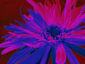 Abstract Purple and Pink Daisy 